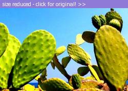 Posted image has been reduced in size. Size of original image (106979 KB) is 614 x 438 pixels. Click image to view full size and better quality!
