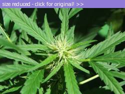 Posted image has been reduced in size. Size of original image (934809 KB) is 2272 x 1704 pixels. Click image to view full size and better quality!