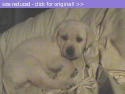 Posted image has been reduced in size. Size of original image (90584 KB) is 640 x 480 pixels. Click image to view full size and better quality!