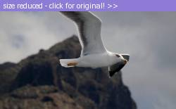 Posted image has been reduced in size. Size of original image (27365 KB) is 800 x 496 pixels. Click image to view full size and better quality!