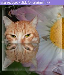 Posted image has been reduced in size. Size of original image (240244 KB) is 684 x 800 pixels. Click image to view full size and better quality!
