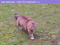 Posted image has been reduced in size. Size of original image (87539 KB) is 640 x 480 pixels. Click image to view full size and better quality!