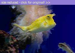Posted image has been reduced in size. Size of original image (41369 KB) is 800 x 566 pixels. Click image to view full size and better quality!
