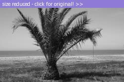 Posted image has been reduced in size. Size of original image (183883 KB) is 600 x 400 pixels. Click image to view full size and better quality!