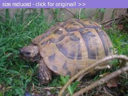 Posted image has been reduced in size. Size of original image (67972 KB) is 564 x 423 pixels. Click image to view full size and better quality!