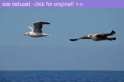 Posted image has been reduced in size. Size of original image (20393 KB) is 800 x 529 pixels. Click image to view full size and better quality!