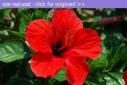 Posted image has been reduced in size. Size of original image (140759 KB) is 800 x 536 pixels. Click image to view full size and better quality!