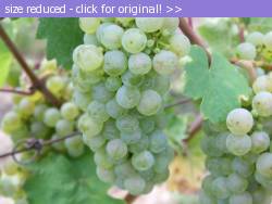 Posted image has been reduced in size. Size of original image (91488 KB) is 1024 x 768 pixels. Click image to view full size and better quality!