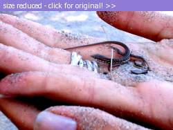 Posted image has been reduced in size. Size of original image (29678 KB) is 512 x 384 pixels. Click image to view full size and better quality!