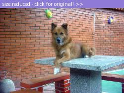 Posted image has been reduced in size. Size of original image (209233 KB) is 1280 x 960 pixels. Click image to view full size and better quality!