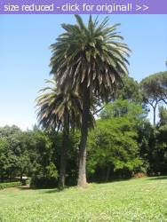 Posted image has been reduced in size. Size of original image (1752673 KB) is 1200 x 1600 pixels. Click image to view full size and better quality!