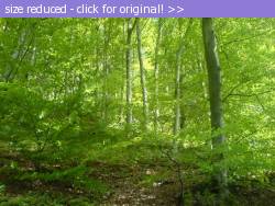 Posted image has been reduced in size. Size of original image (94686 KB) is 640 x 480 pixels. Click image to view full size and better quality!