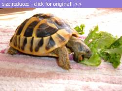 Posted image has been reduced in size. Size of original image (140618 KB) is 1024 x 768 pixels. Click image to view full size and better quality!