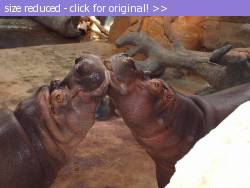 Posted image has been reduced in size. Size of original image (82796 KB) is 800 x 600 pixels. Click image to view full size and better quality!