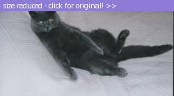 Posted image has been reduced in size. Size of original image (25936 KB) is 640 x 352 pixels. Click image to view full size and better quality!
