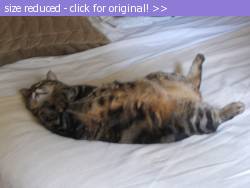 Posted image has been reduced in size. Size of original image (1329058 KB) is 2592 x 1944 pixels. Click image to view full size and better quality!