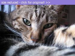 Posted image has been reduced in size. Size of original image (861714 KB) is 1600 x 1200 pixels. Click image to view full size and better quality!