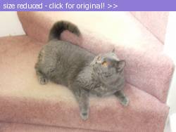 Posted image has been reduced in size. Size of original image (193264 KB) is 1136 x 852 pixels. Click image to view full size and better quality!