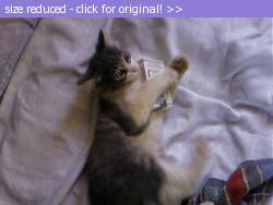 Posted image has been reduced in size. Size of original image (34190 KB) is 640 x 480 pixels. Click image to view full size and better quality!