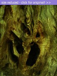 Posted image has been reduced in size. Size of original image (234813 KB) is 480 x 640 pixels. Click image to view full size and better quality!