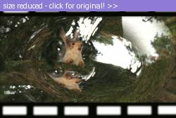 Posted image has been reduced in size. Size of original image (149467 KB) is 800 x 533 pixels. Click image to view full size and better quality!