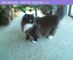 Posted image has been reduced in size. Size of original image (13916 KB) is 352 x 288 pixels. Click image to view full size and better quality!