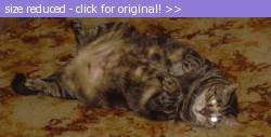 Posted image has been reduced in size. Size of original image (185836 KB) is 800 x 406 pixels. Click image to view full size and better quality!