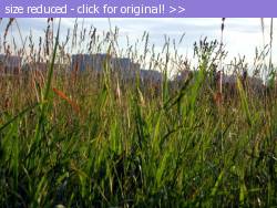 Posted image has been reduced in size. Size of original image (181637 KB) is 600 x 450 pixels. Click image to view full size and better quality!