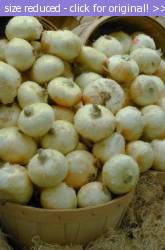 Posted image has been reduced in size. Size of original image (26181 KB) is 250 x 381 pixels. Click image to view full size and better quality!