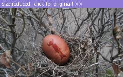 Posted image has been reduced in size. Size of original image (404785 KB) is 1680 x 1050 pixels. Click image to view full size and better quality!