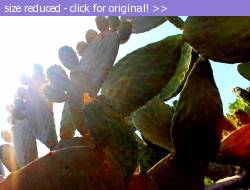 Posted image has been reduced in size. Size of original image (83622 KB) is 601 x 455 pixels. Click image to view full size and better quality!
