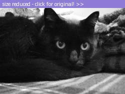 Posted image has been reduced in size. Size of original image (30570 KB) is 600 x 450 pixels. Click image to view full size and better quality!