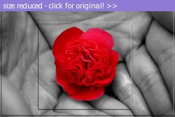Posted image has been reduced in size. Size of original image (151828 KB) is 800 x 533 pixels. Click image to view full size and better quality!