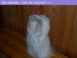 Posted image has been reduced in size. Size of original image (91819 KB) is 800 x 600 pixels. Click image to view full size and better quality!