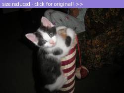 Posted image has been reduced in size. Size of original image (39187 KB) is 592 x 444 pixels. Click image to view full size and better quality!