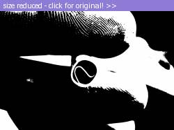 Posted image has been reduced in size. Size of original image (397731 KB) is 1600 x 1200 pixels. Click image to view full size and better quality!