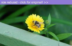Posted image has been reduced in size. Size of original image (104425 KB) is 600 x 388 pixels. Click image to view full size and better quality!