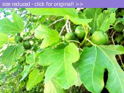 Posted image has been reduced in size. Size of original image (137099 KB) is 640 x 480 pixels. Click image to view full size and better quality!