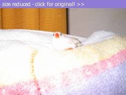 Posted image has been reduced in size. Size of original image (38279 KB) is 600 x 450 pixels. Click image to view full size and better quality!