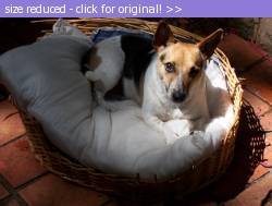 Posted image has been reduced in size. Size of original image (184806 KB) is 816 x 616 pixels. Click image to view full size and better quality!