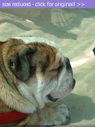 Posted image has been reduced in size. Size of original image (85553 KB) is 768 x 1024 pixels. Click image to view full size and better quality!