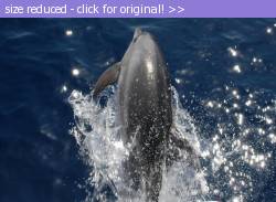 Posted image has been reduced in size. Size of original image (85094 KB) is 800 x 583 pixels. Click image to view full size and better quality!