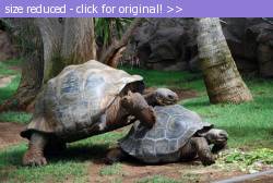 Posted image has been reduced in size. Size of original image (111178 KB) is 800 x 536 pixels. Click image to view full size and better quality!