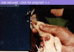Posted image has been reduced in size. Size of original image (69785 KB) is 800 x 559 pixels. Click image to view full size and better quality!