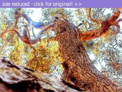 Posted image has been reduced in size. Size of original image (218075 KB) is 640 x 480 pixels. Click image to view full size and better quality!
