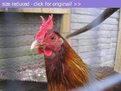 Posted image has been reduced in size. Size of original image (48290 KB) is 564 x 423 pixels. Click image to view full size and better quality!