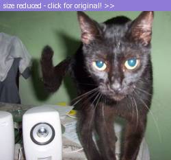 Posted image has been reduced in size. Size of original image (21641 KB) is 403 x 374 pixels. Click image to view full size and better quality!