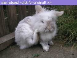 Posted image has been reduced in size. Size of original image (324566 KB) is 600 x 450 pixels. Click image to view full size and better quality!