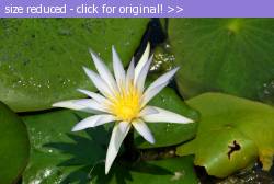 Posted image has been reduced in size. Size of original image (145408 KB) is 800 x 536 pixels. Click image to view full size and better quality!