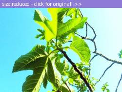 Posted image has been reduced in size. Size of original image (118904 KB) is 640 x 480 pixels. Click image to view full size and better quality!